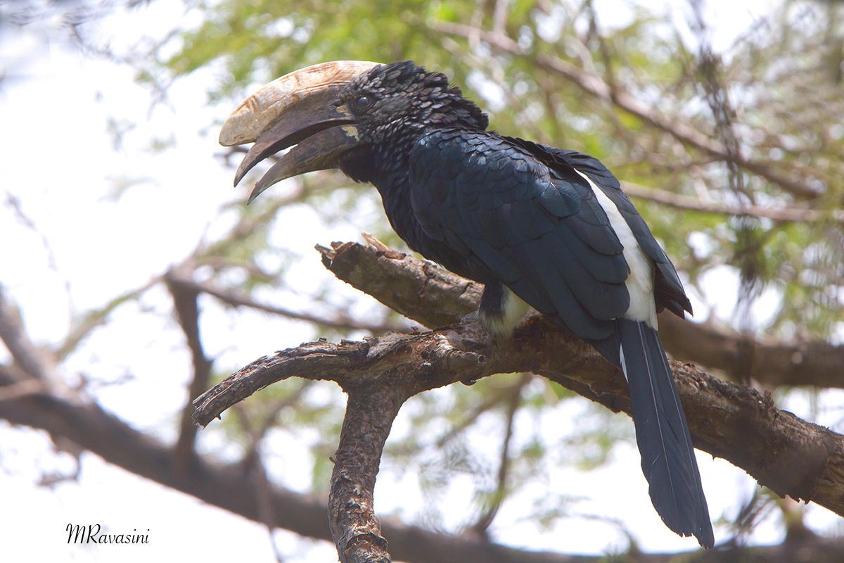 Silvery-cheecked Horbill