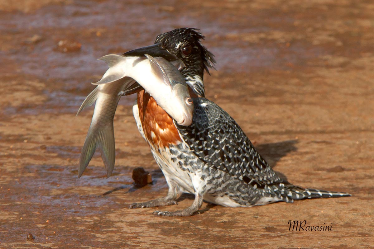 Giant Kingfisher