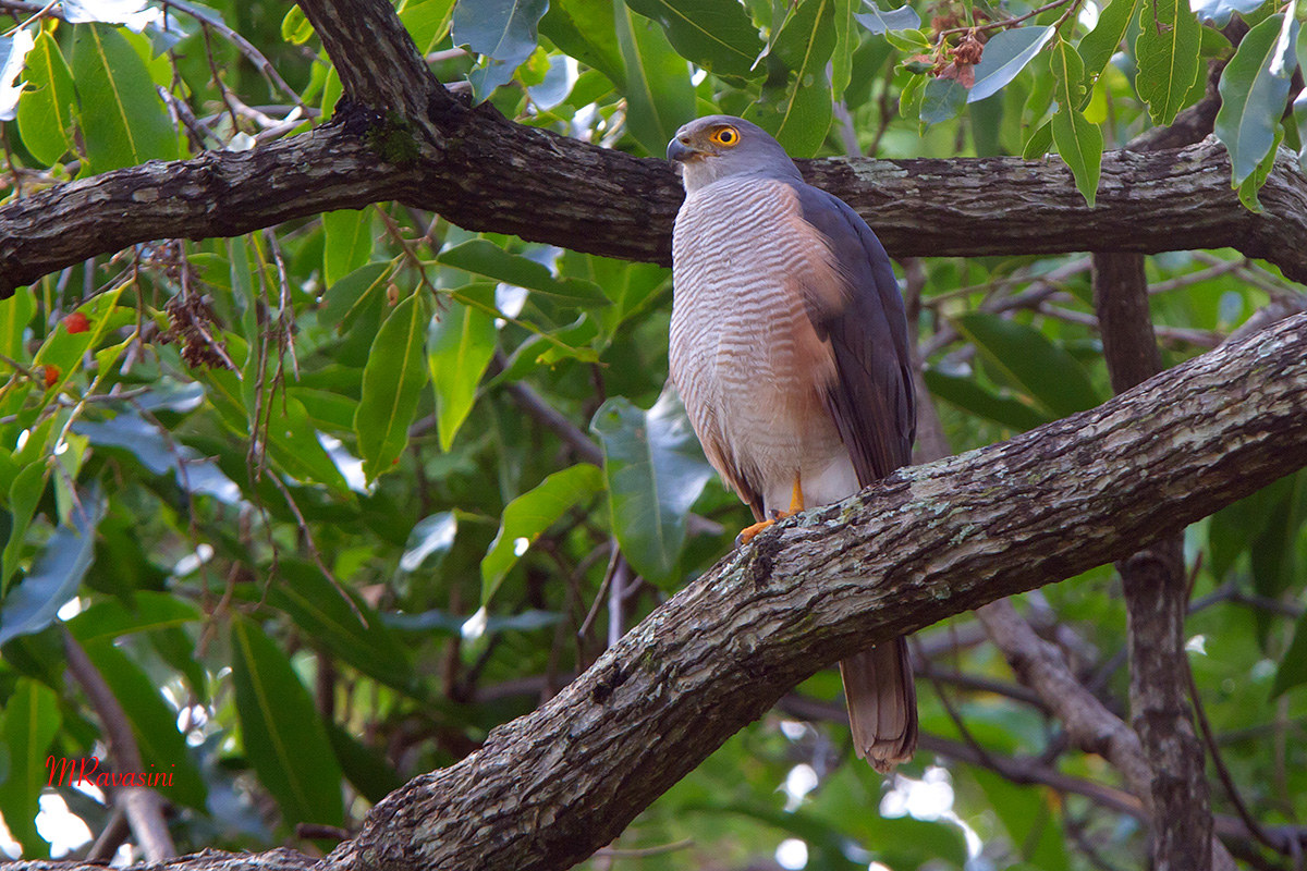 African Goshawk