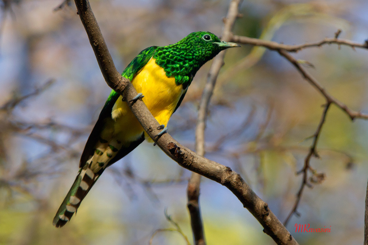 African Emerald Cuckoo