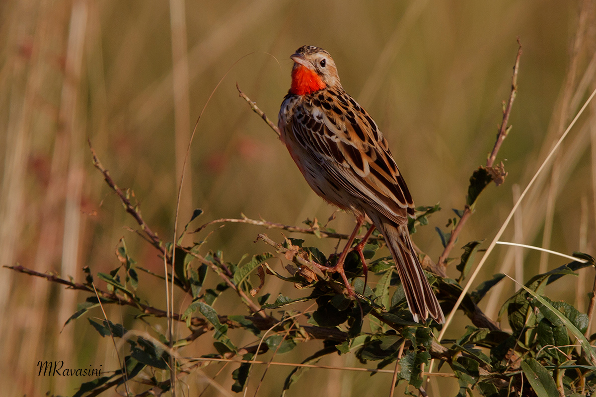 Rosy-breasted Longclaw