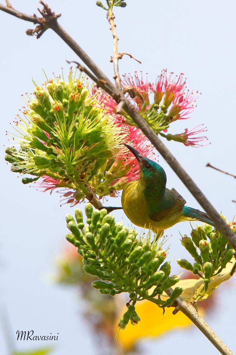 Collared Sunbird