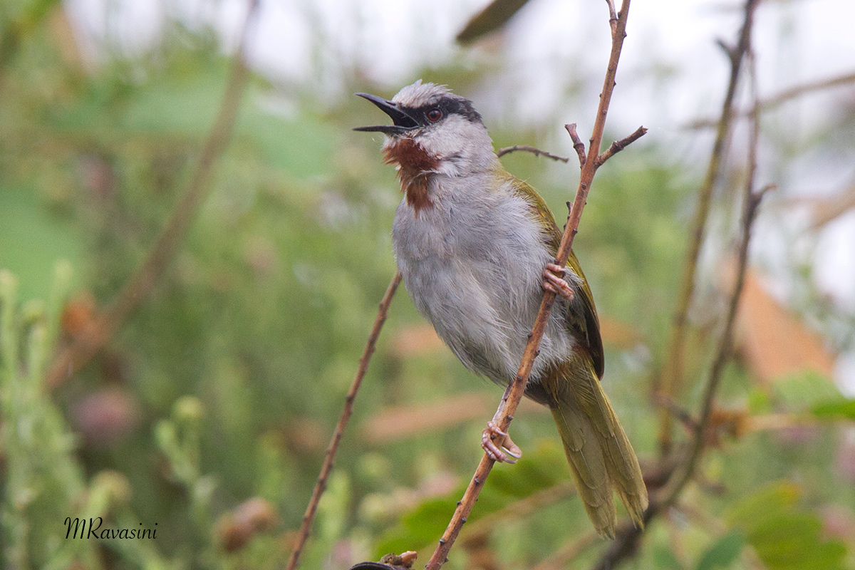 Grey-capped Warbler