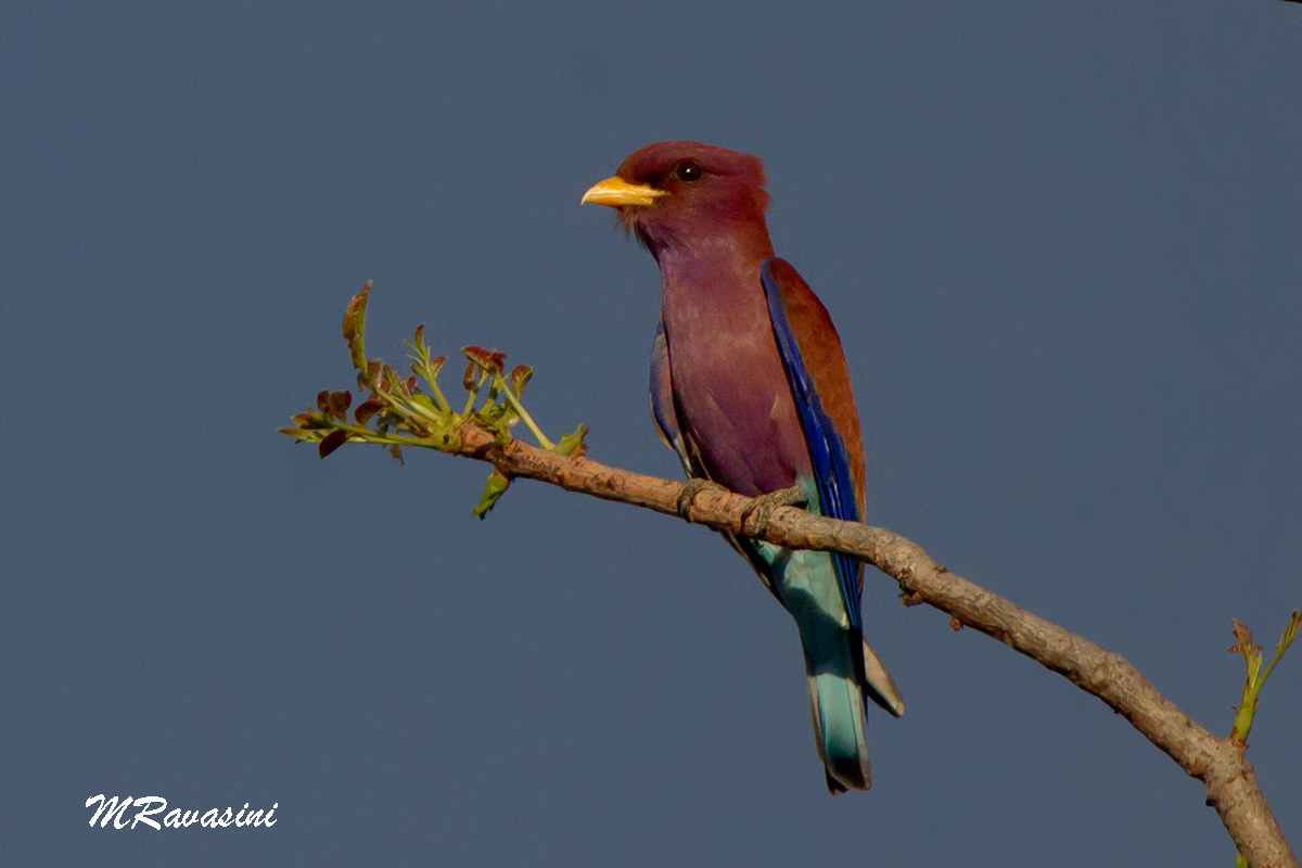 Broad-billed Roller