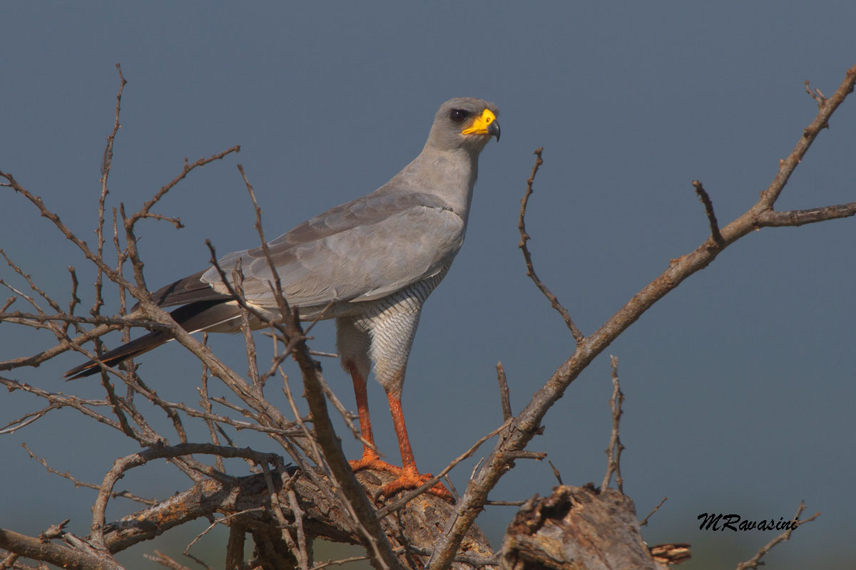 Easter Chanting Goshawk