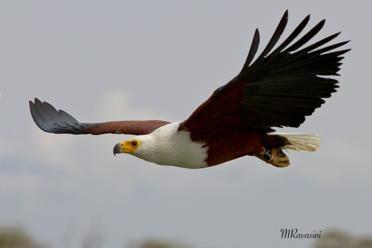 African fish Eagle