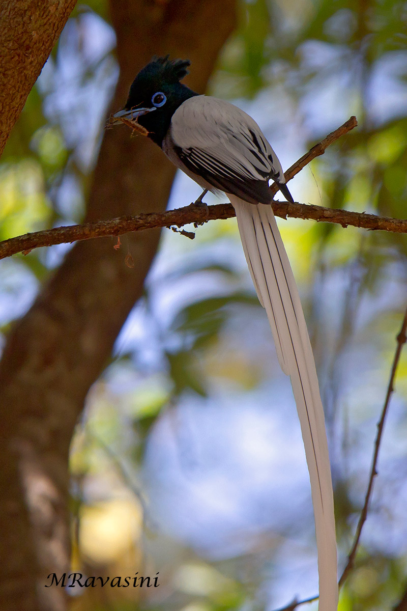 African Paradise Flycatcher