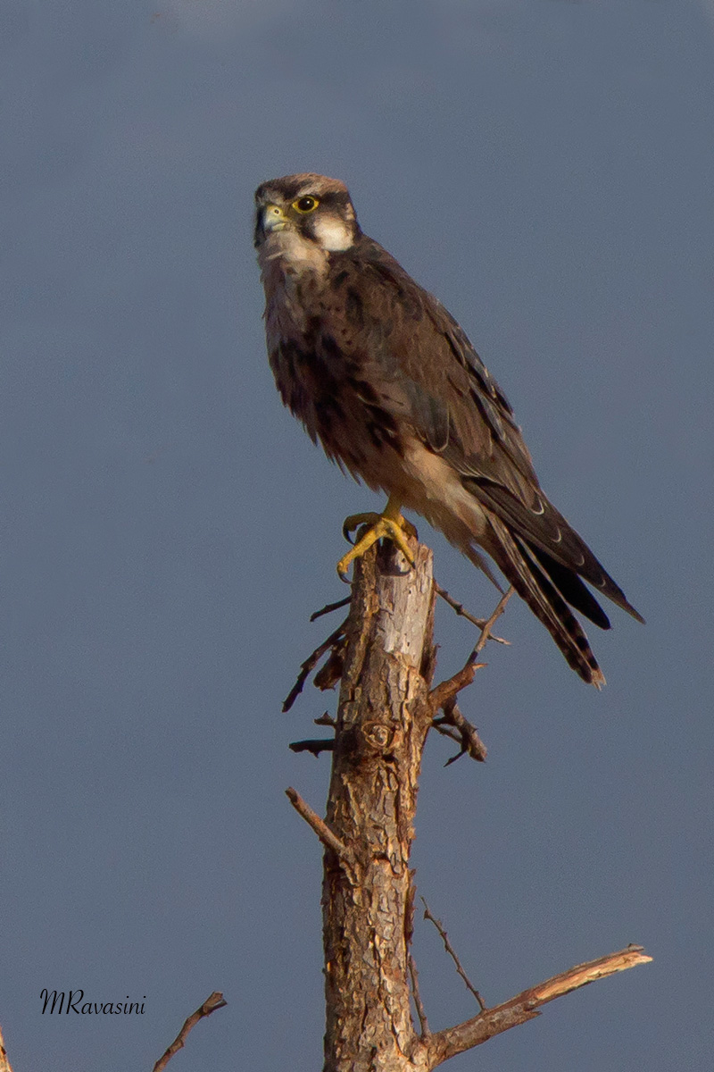 Lanner Falcon