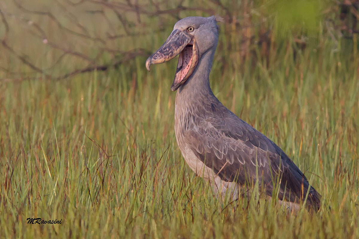 Shoebill