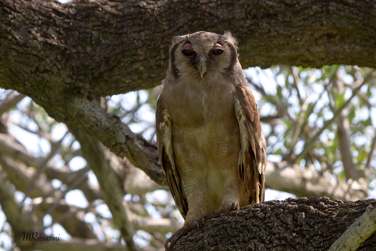 Verreaux's Eagle Owl