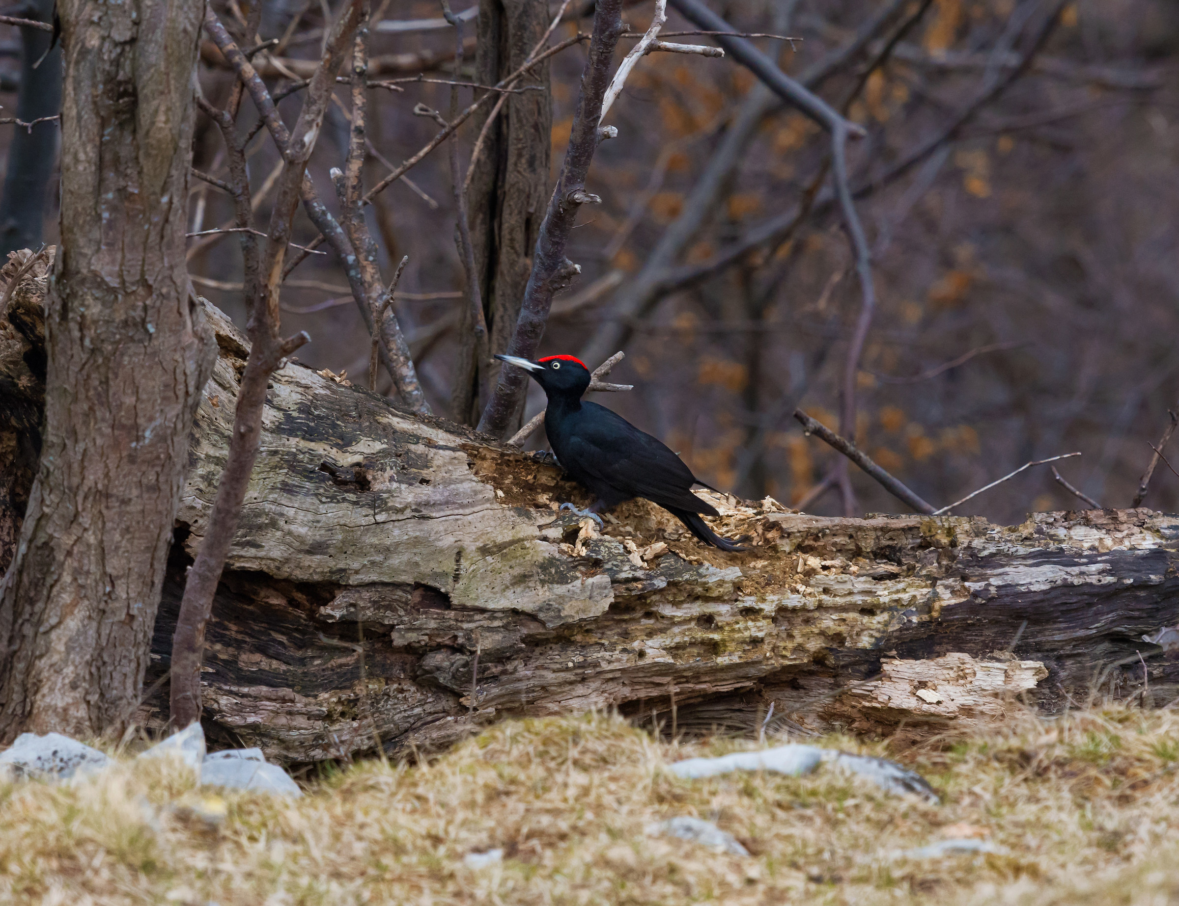 Black woodpecker