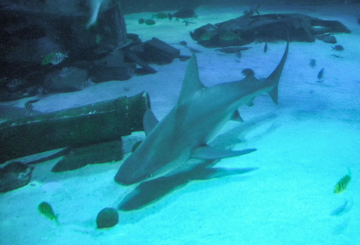 Sea Life di Londra 3