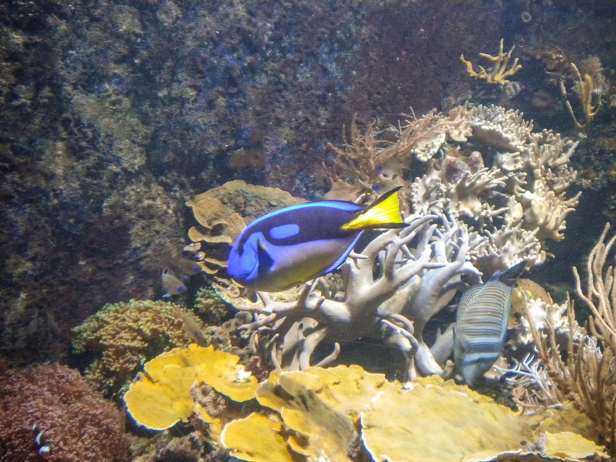 Sea Life di Londra 4