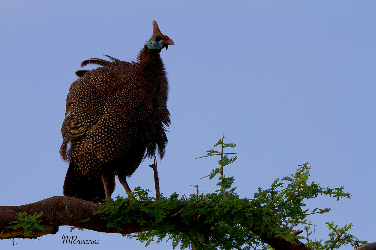 Helmeted Guineafowl