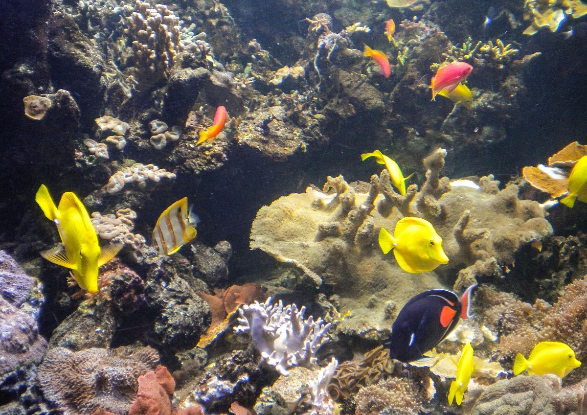 Sea Life di Londra 5