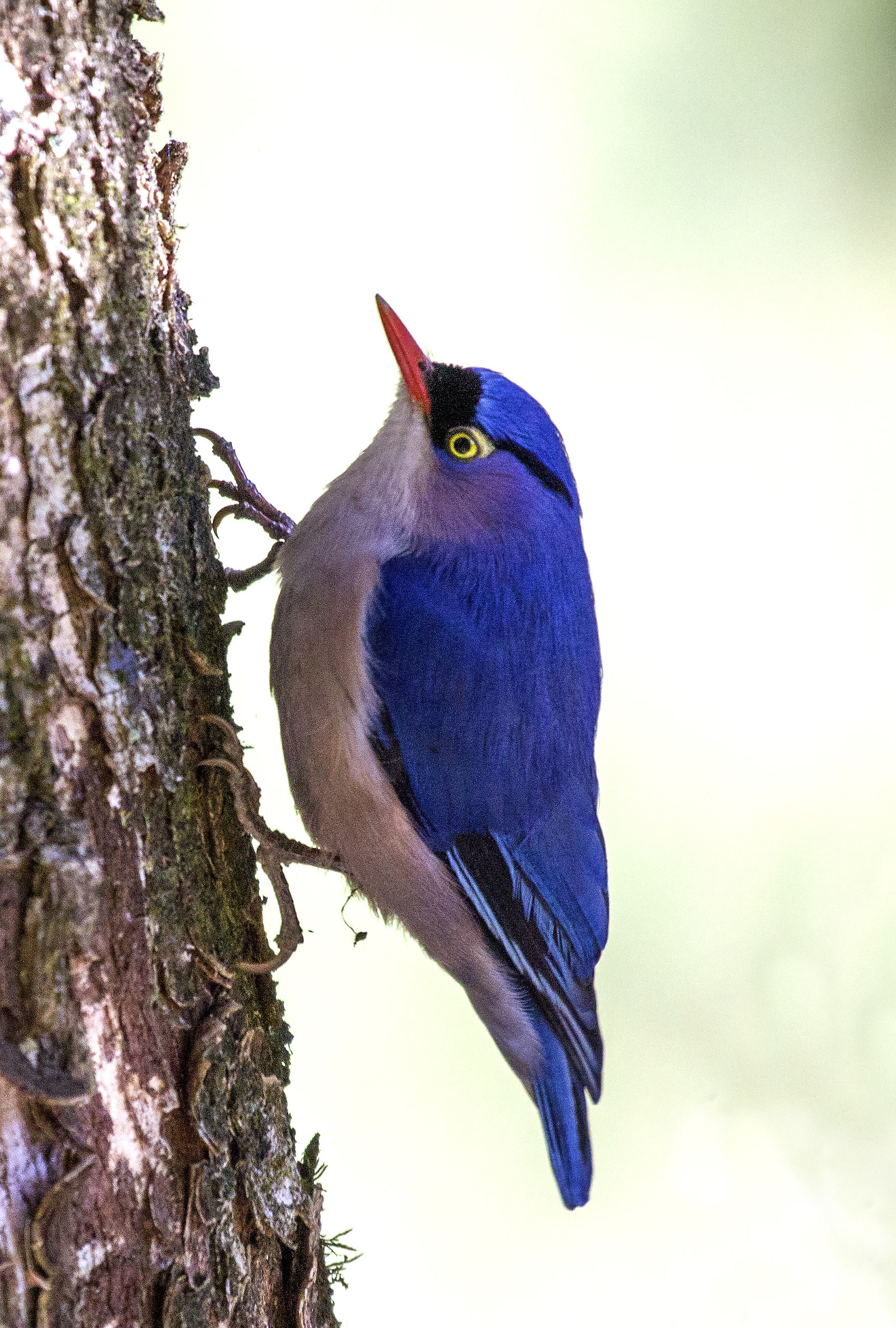 Picchio muratore in velluto.