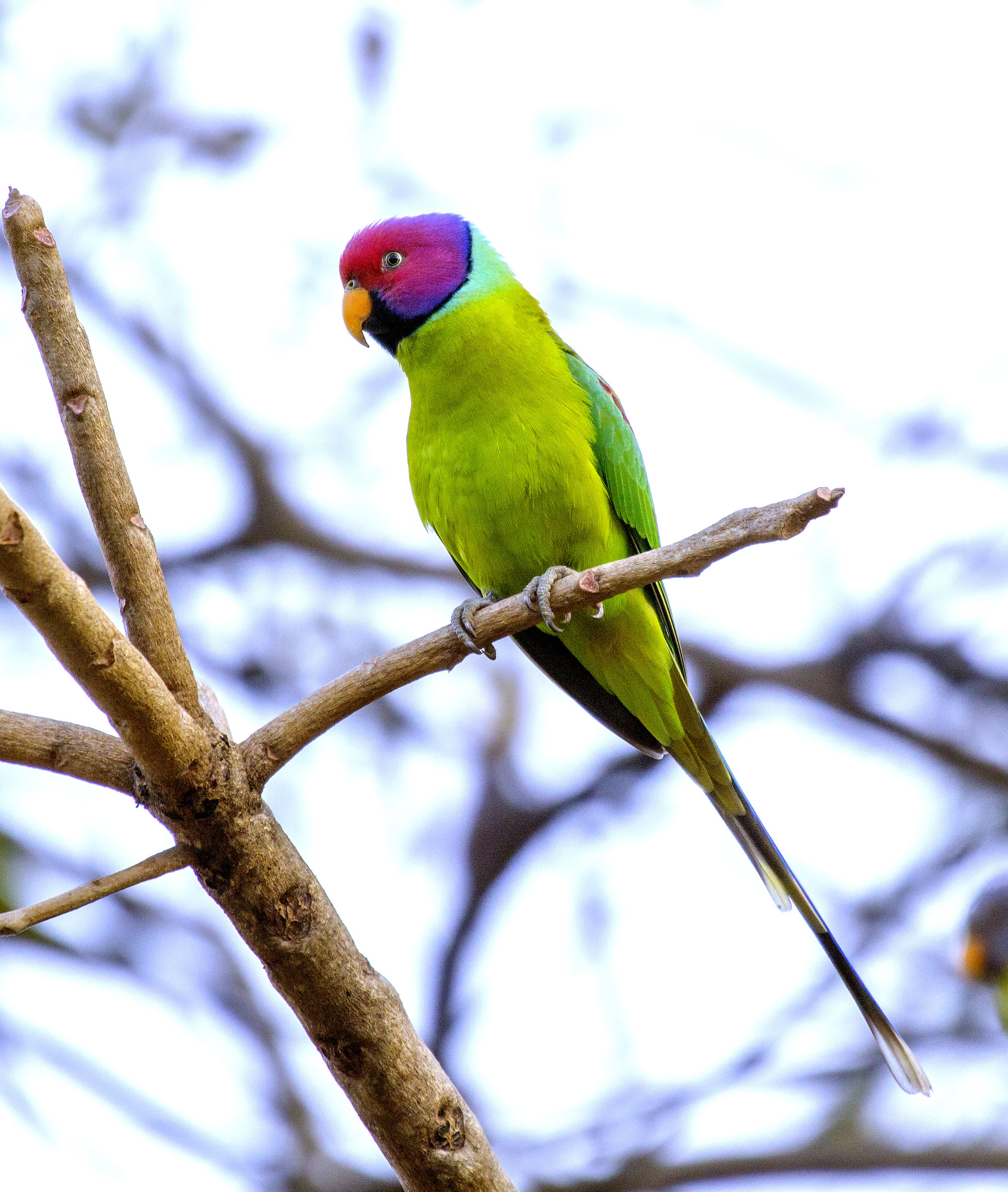 Plum Heade Parakeet, maschio.
