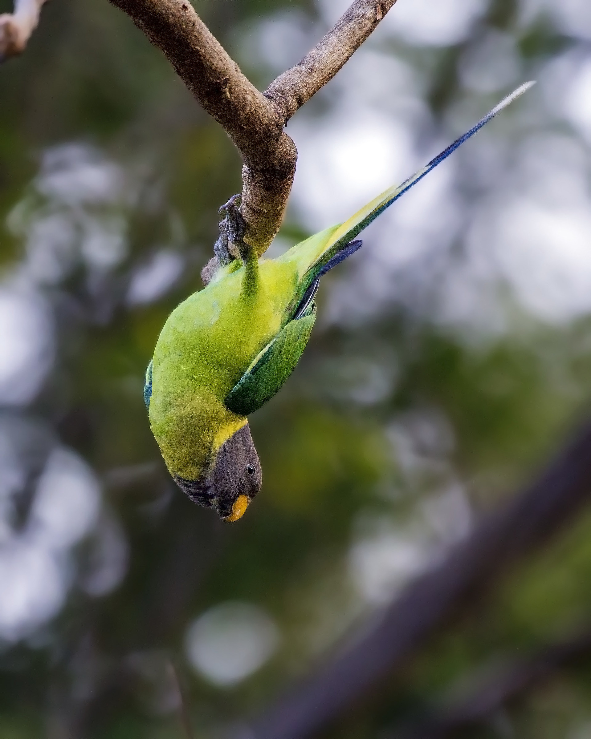 Plum Headed Parakeet, femmina ..