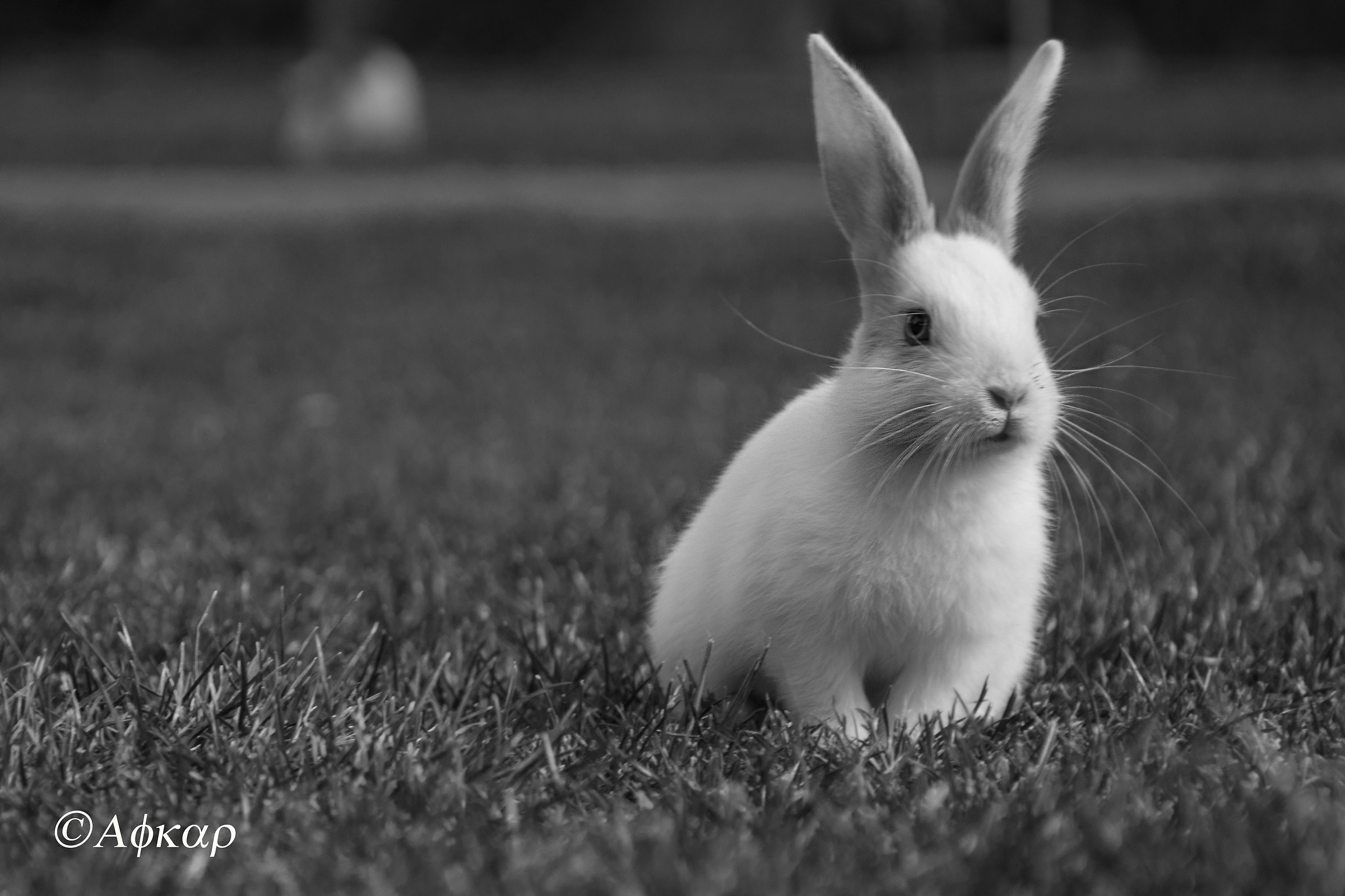 Lovely Rabbit