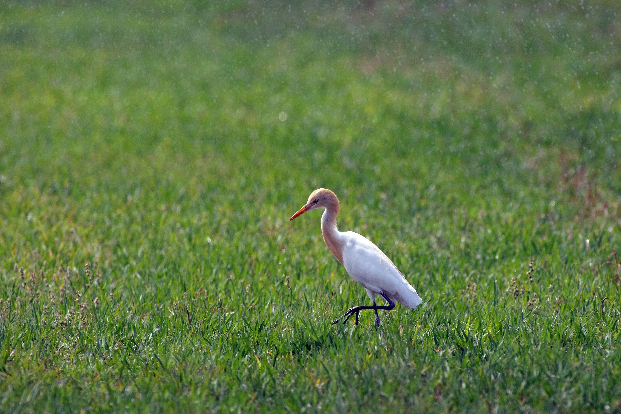 Cattle Egret