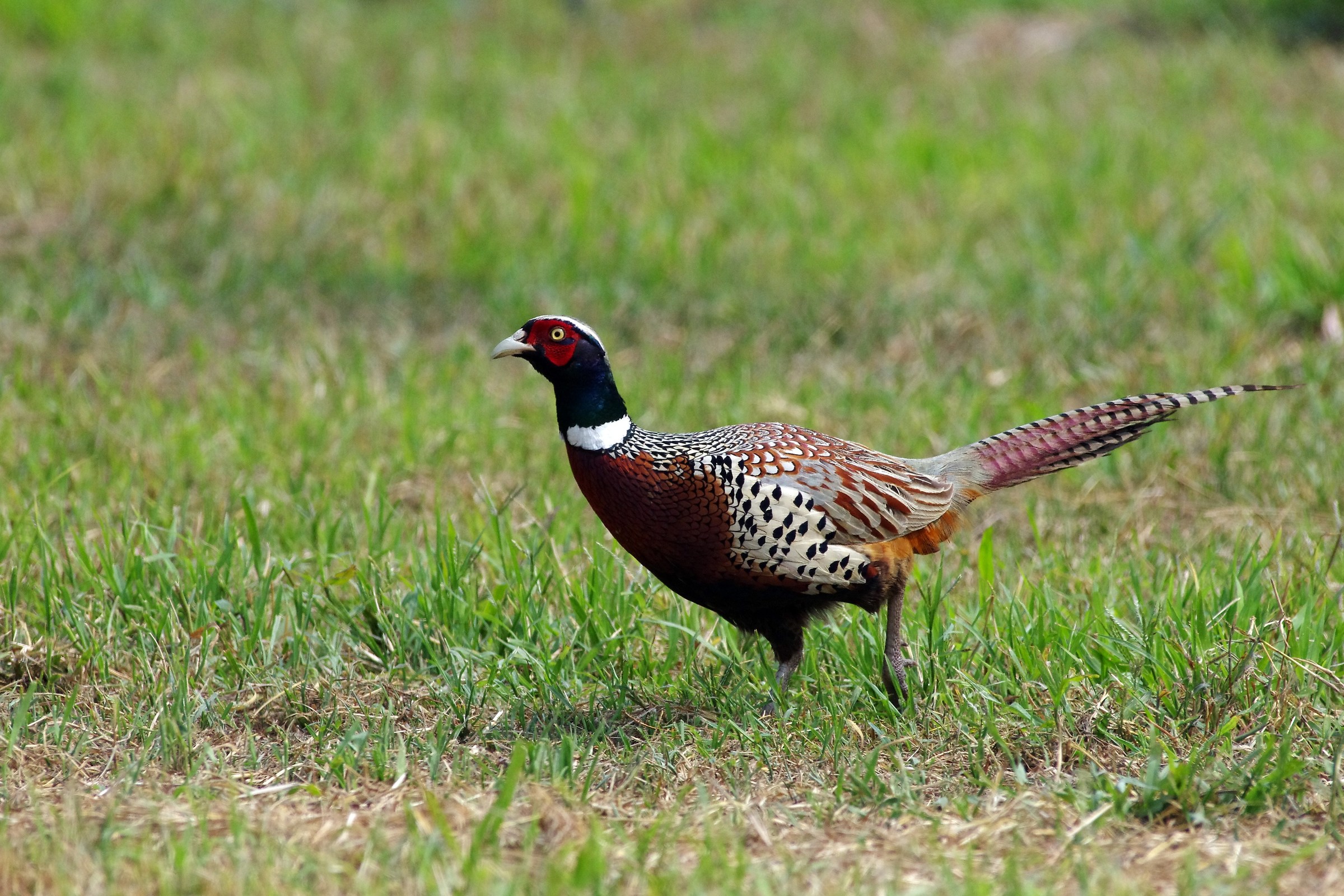 Ring-necked Pheasant/Common Pheasant
