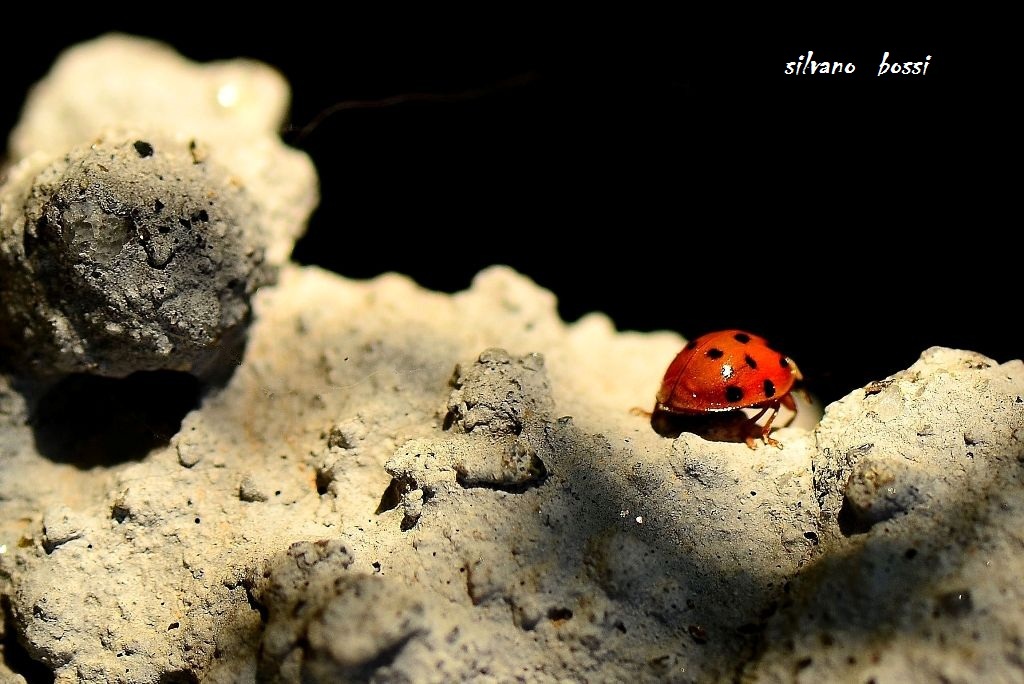 coccinella su marte