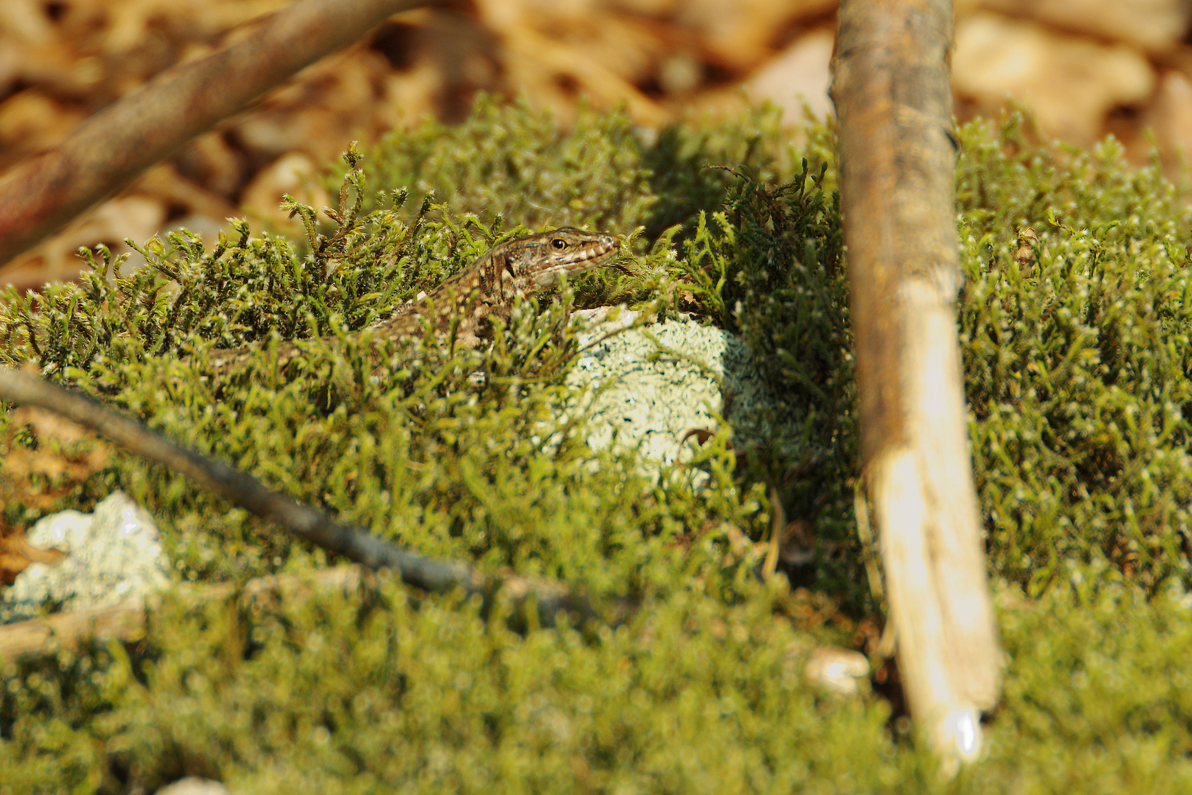Lizard in the Moss