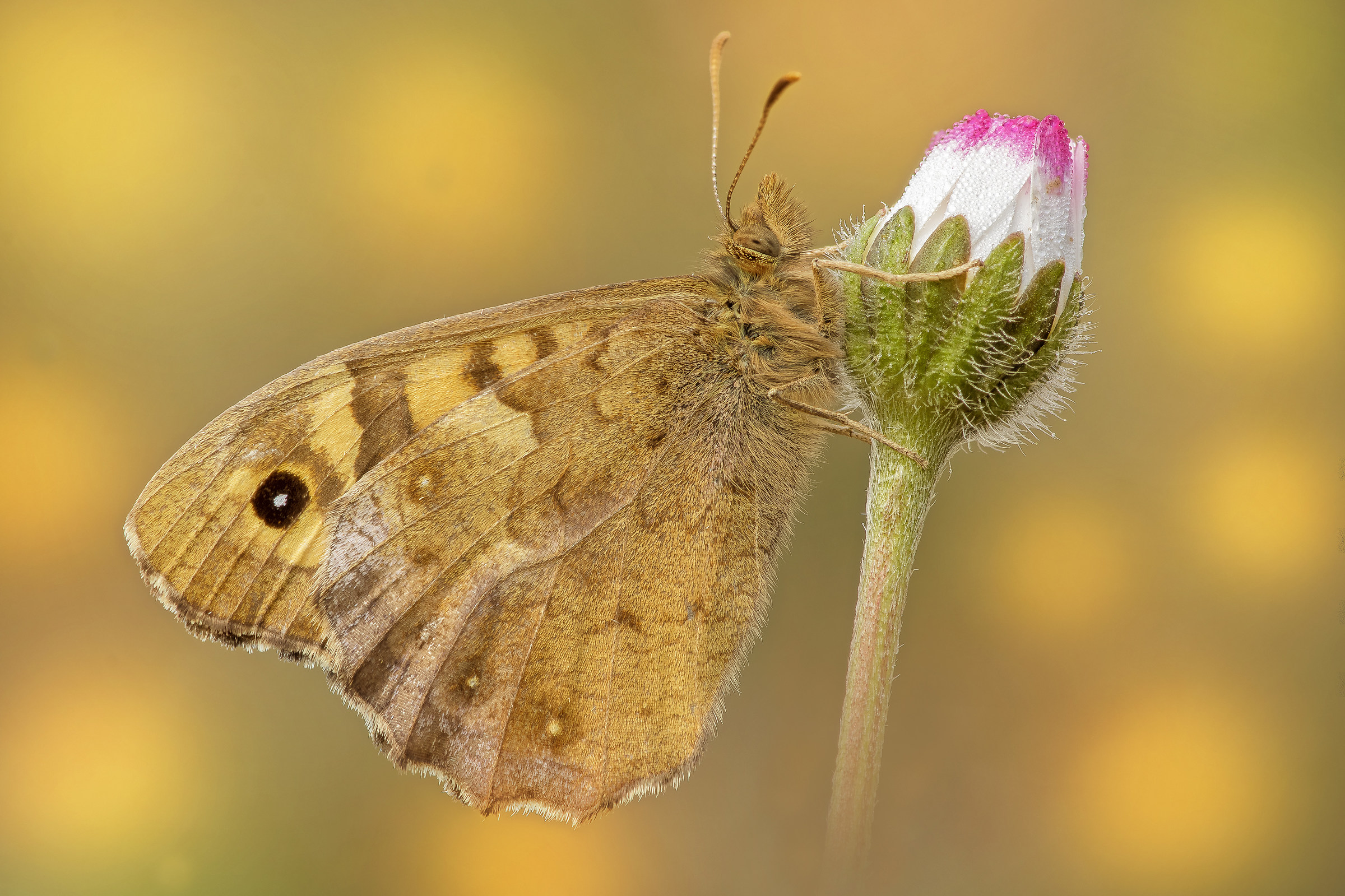 Pararge aegeria - pixelshift