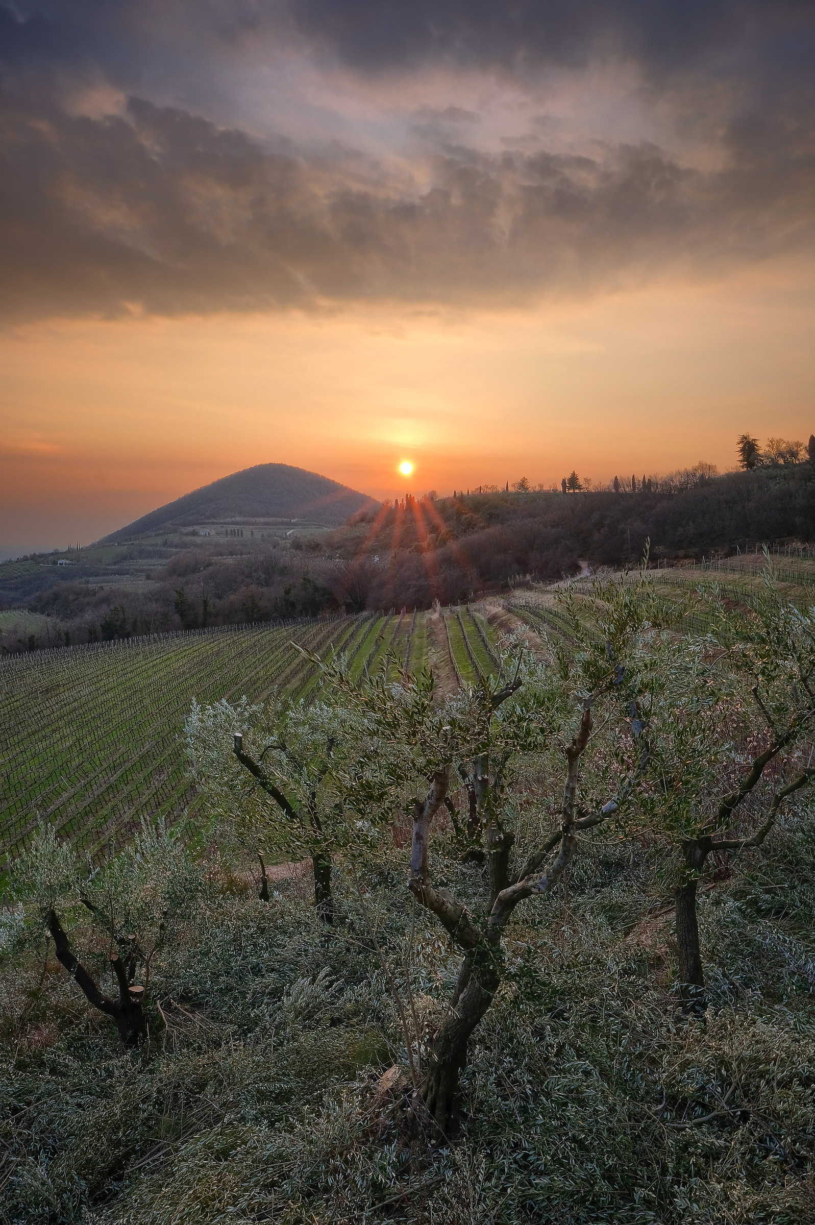 La potatura degli ulivi