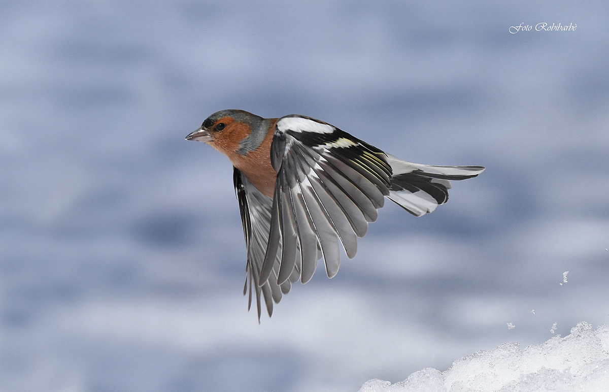 Flying chaffinch ...