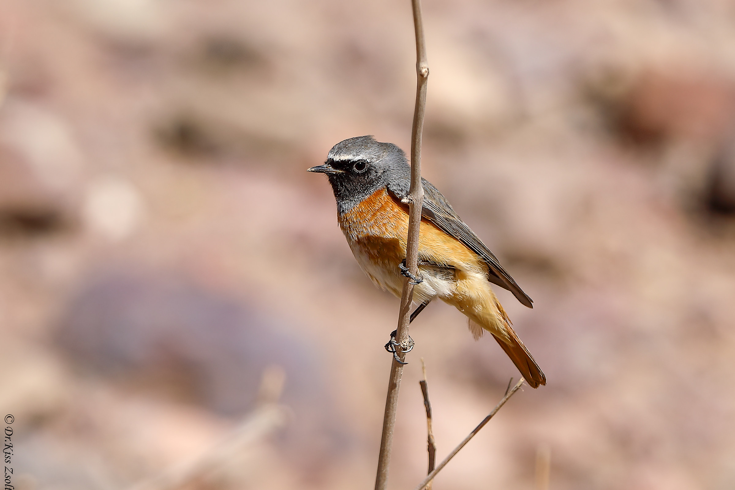 Redstart