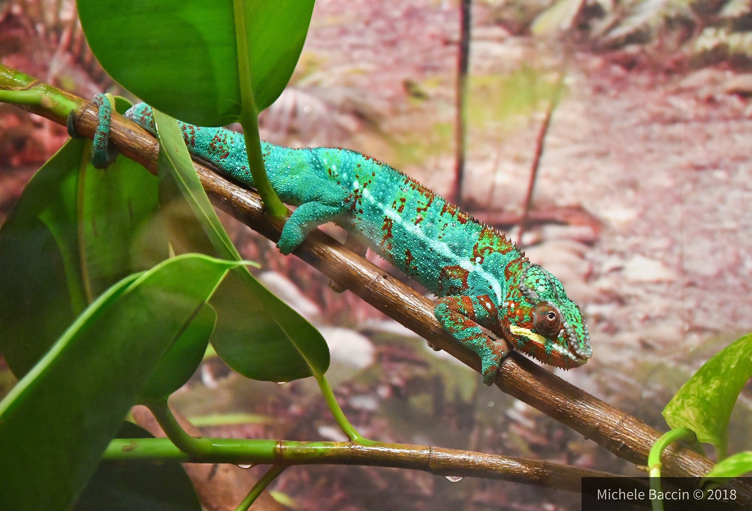 Chameleon in Jesolo!