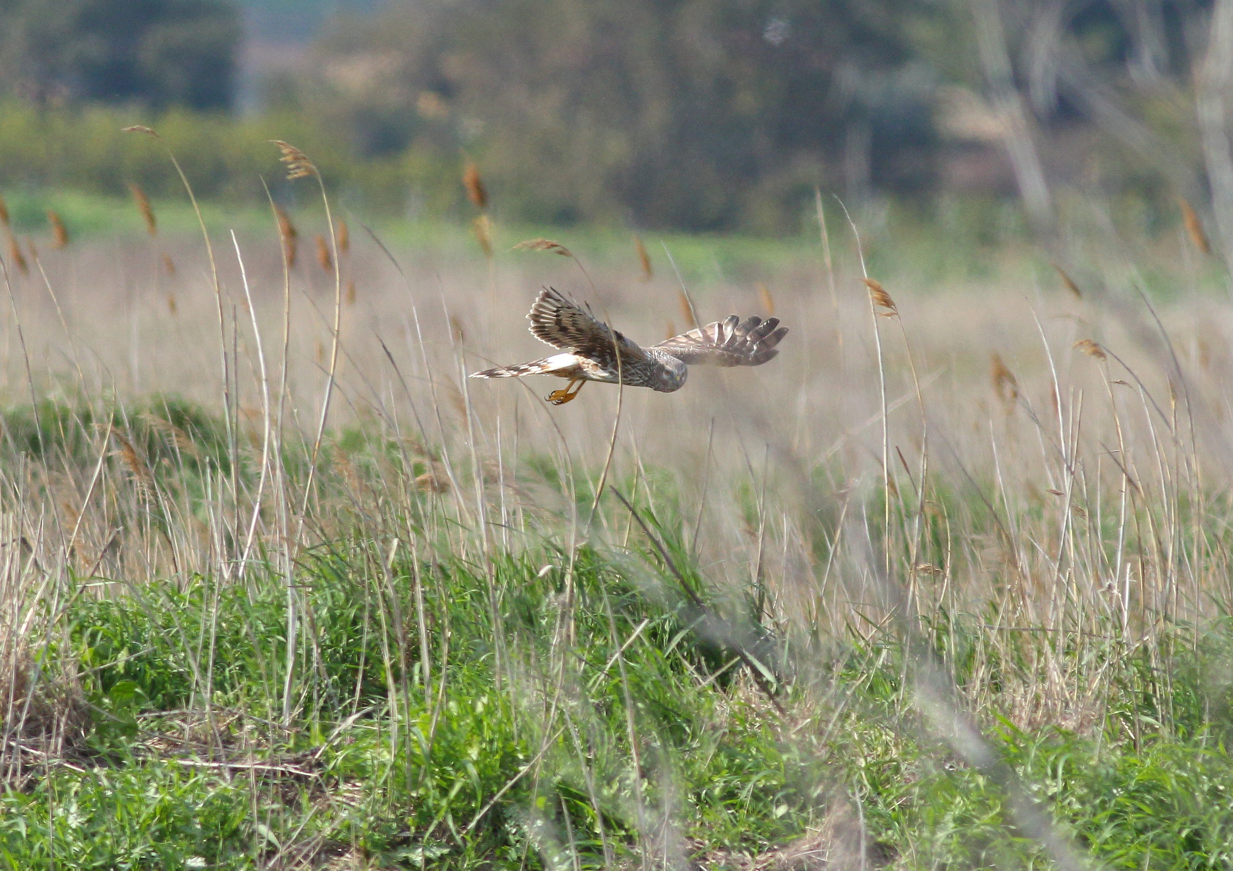 Female real Albanella