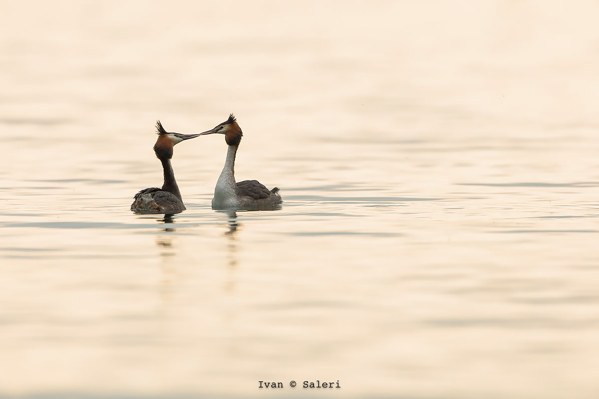 Good morning spring ....