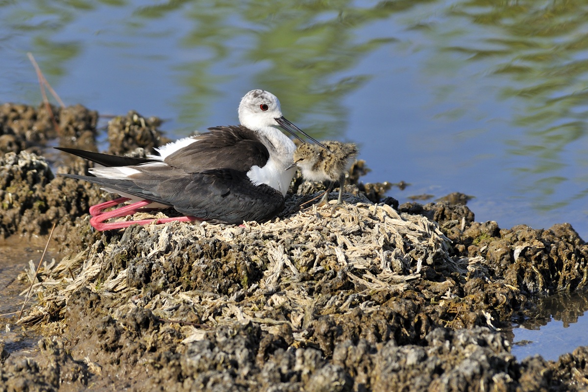 coccole al primo nato