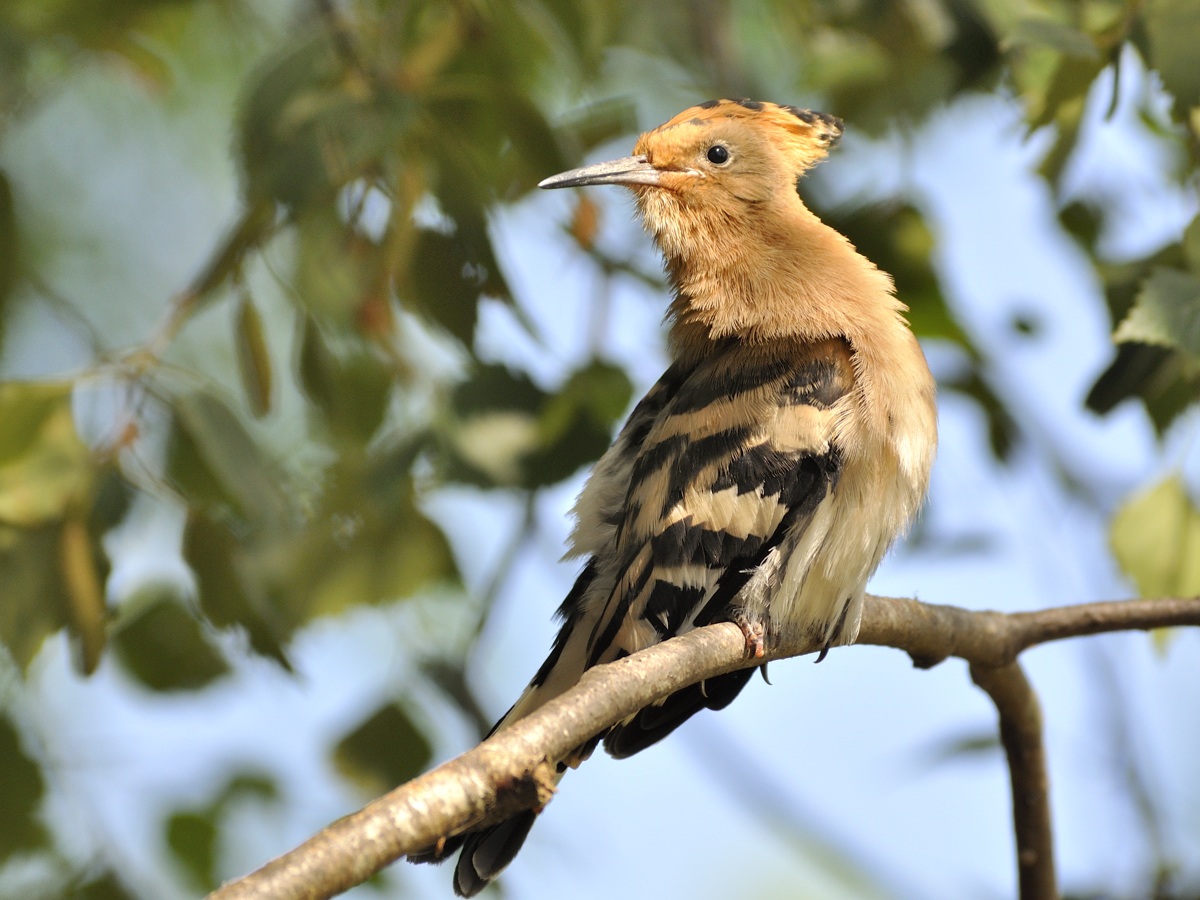 appena uscito dal nido