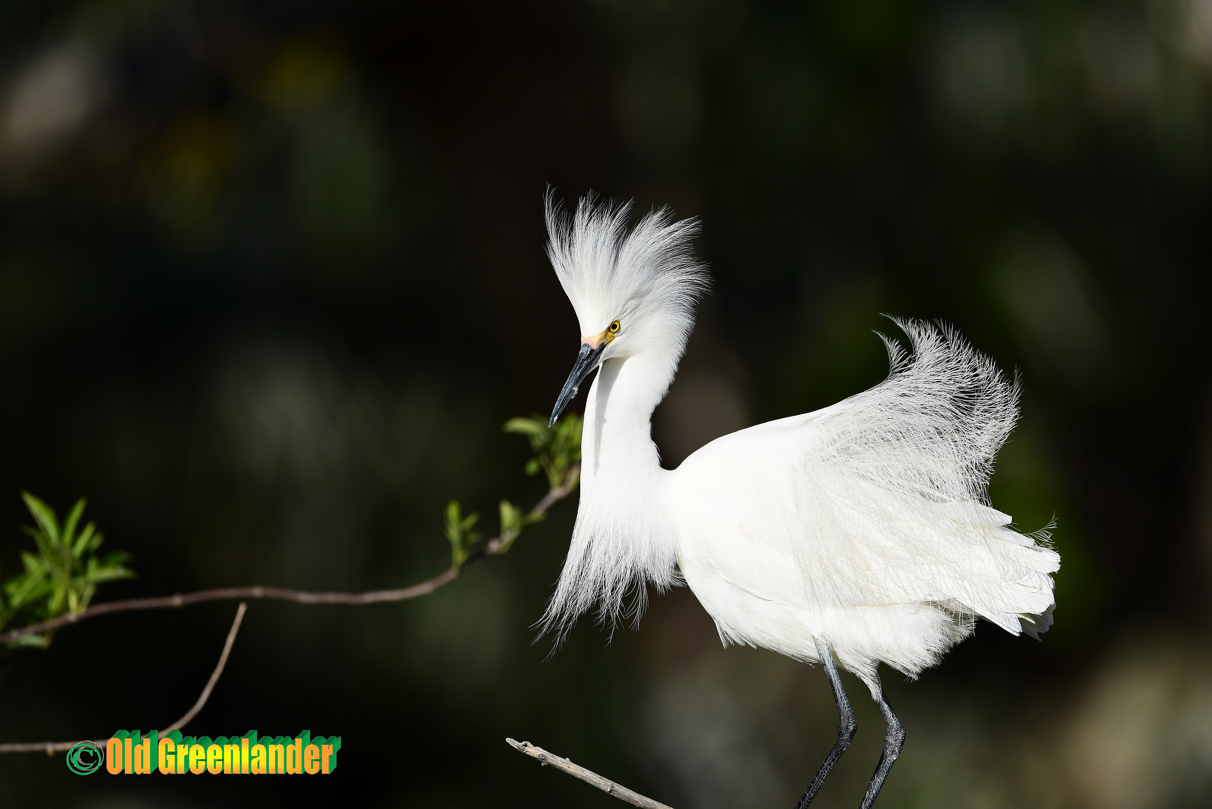 Snowy egret showing off