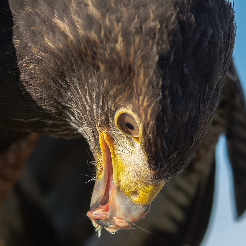 Red tail hawk with fresh meat