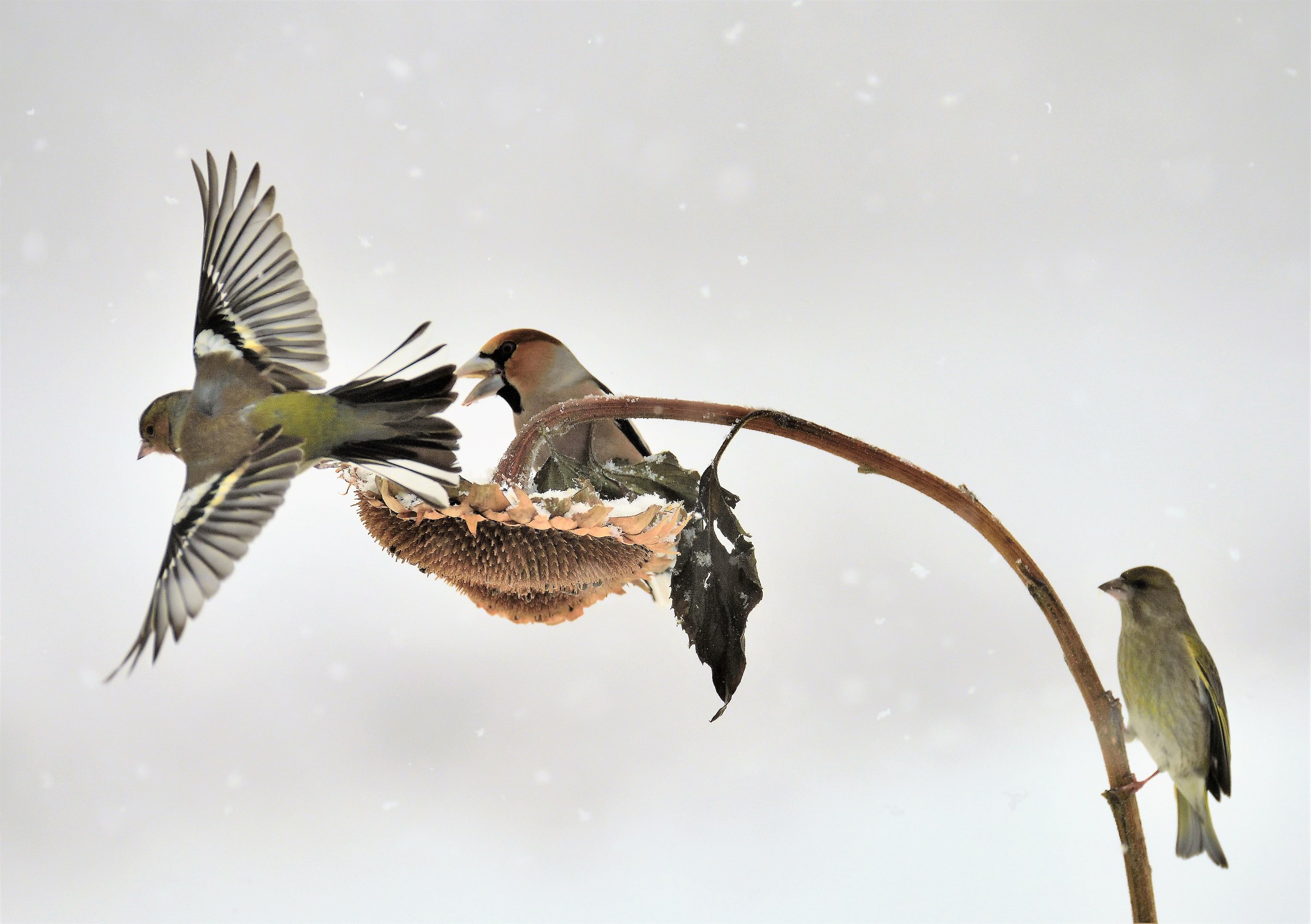 chaffinch on the run