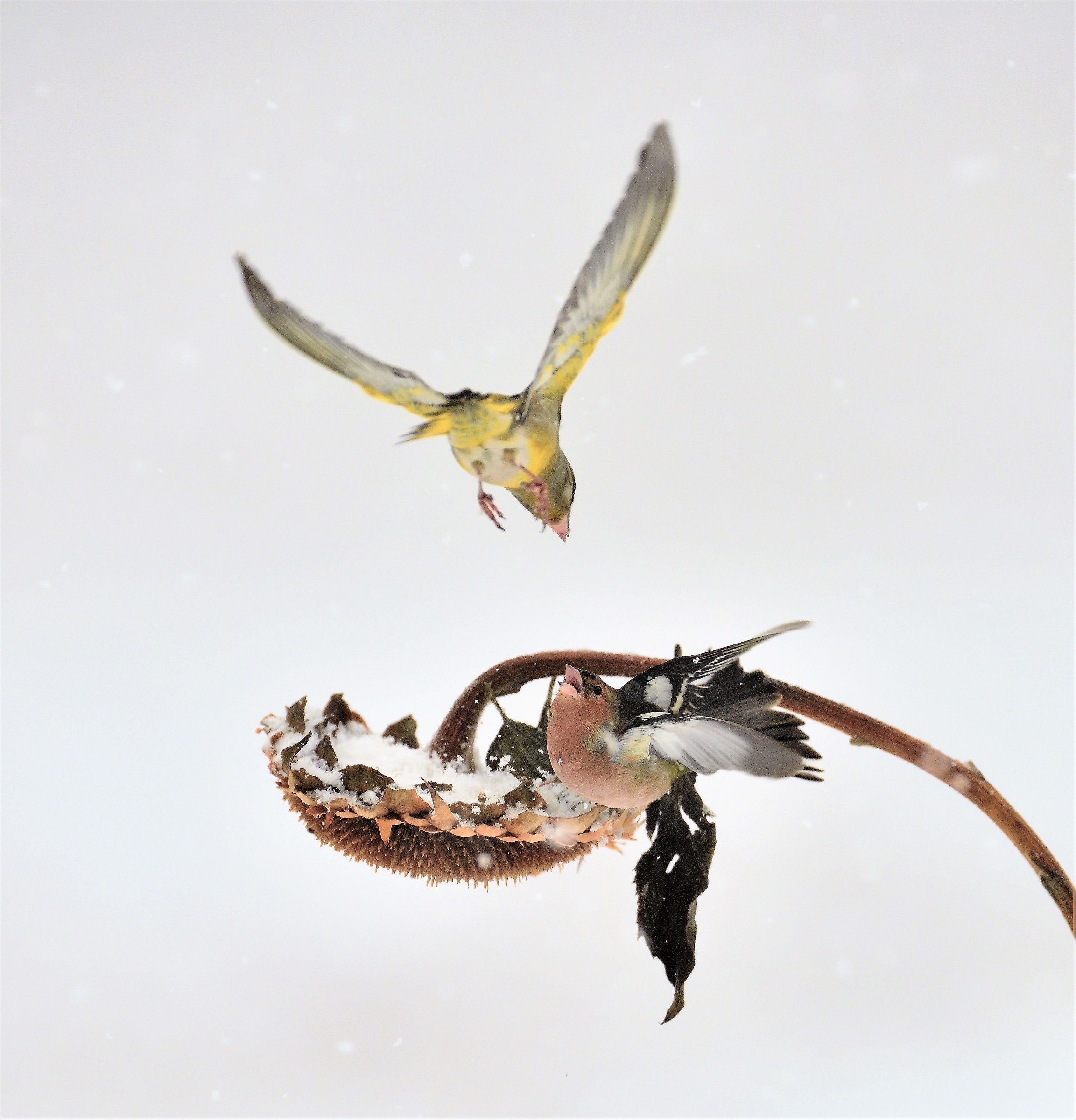 attack from above ....