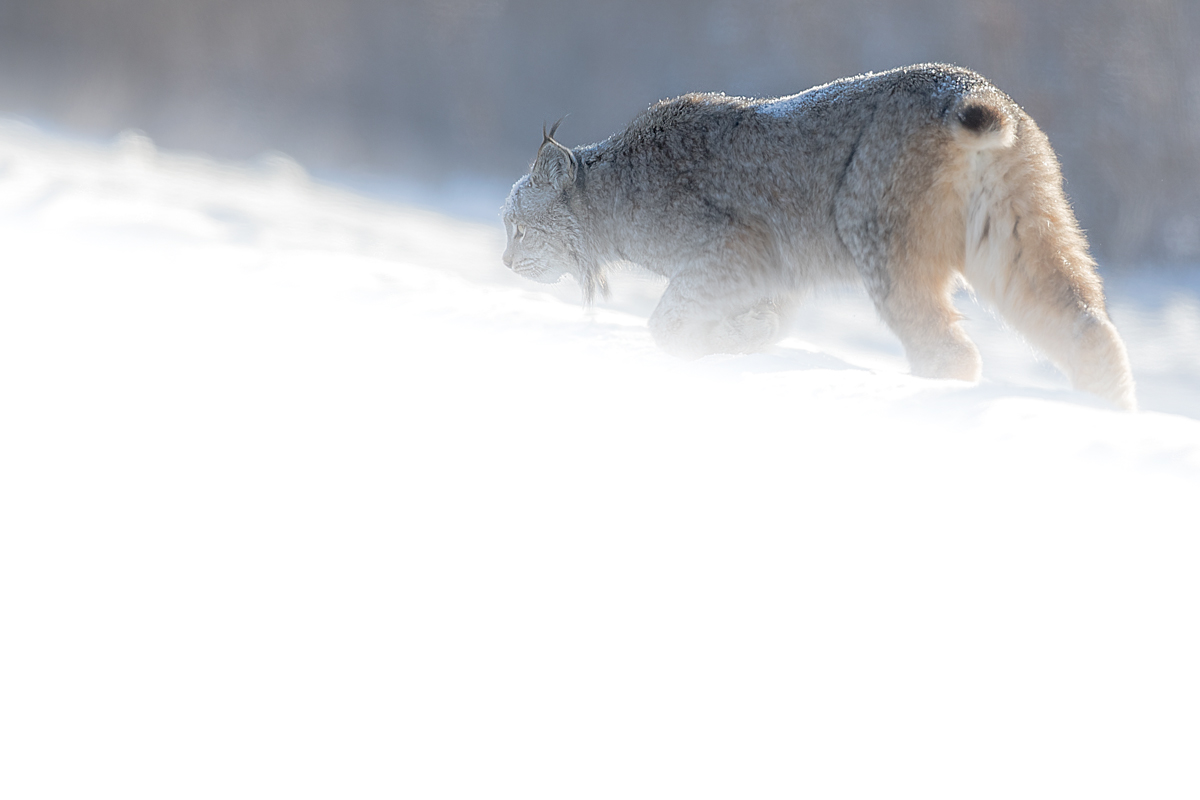Hunting Lynx