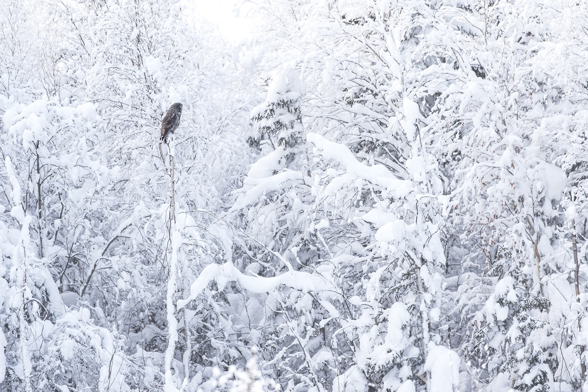 Allocco di Lapponia Habitat
