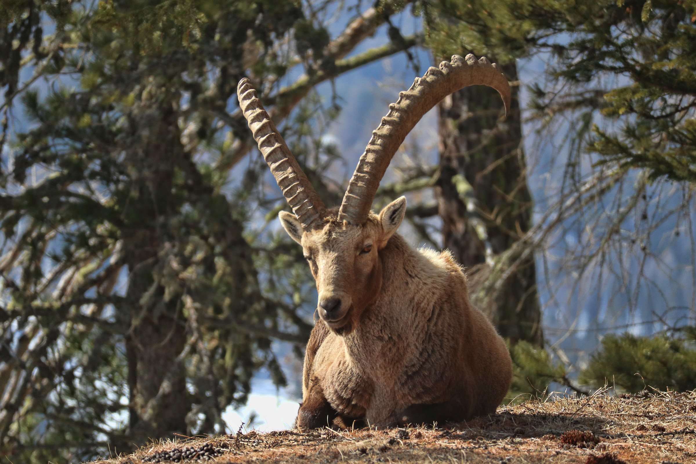 il riposo del guerriero