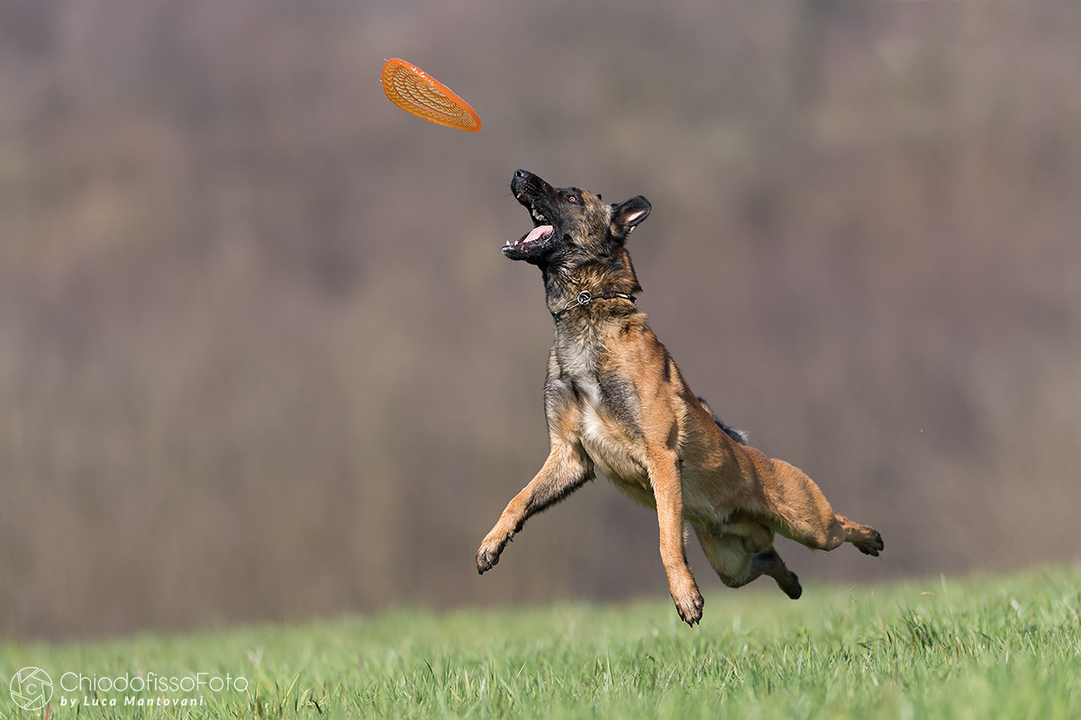 Louis , pastore belga malinois, in fase di stacco!