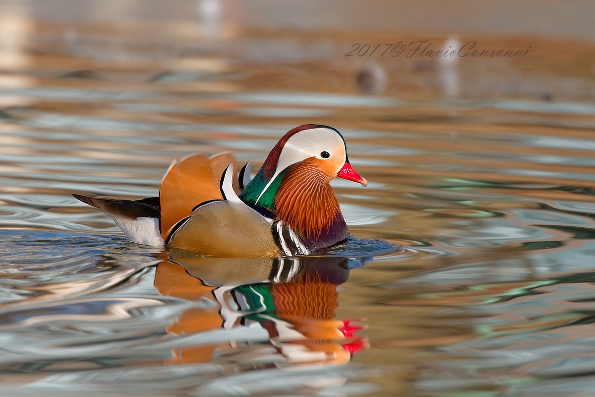 I riflessi della Mandarina