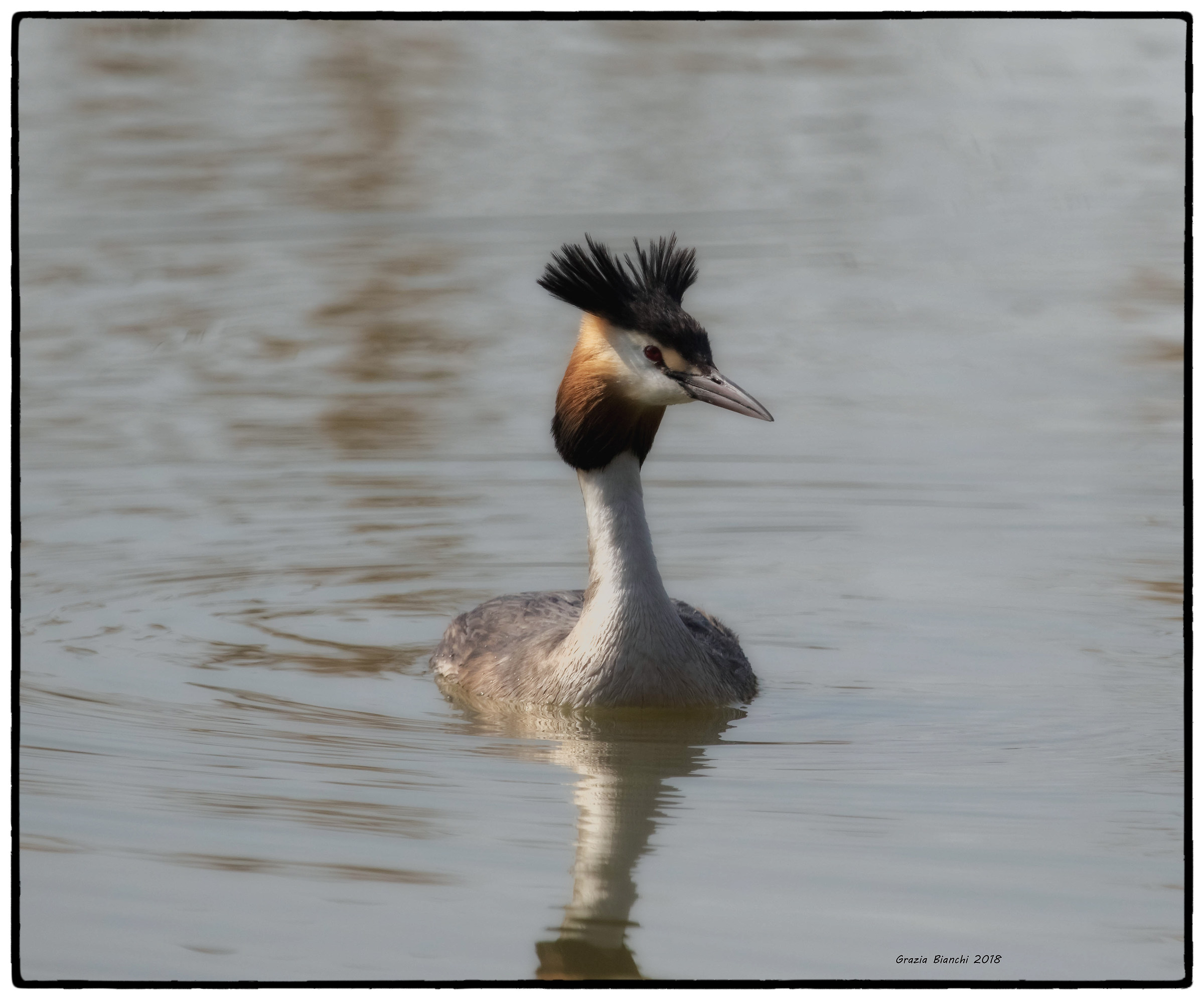 Great Crested Grebe - Torrile oasis