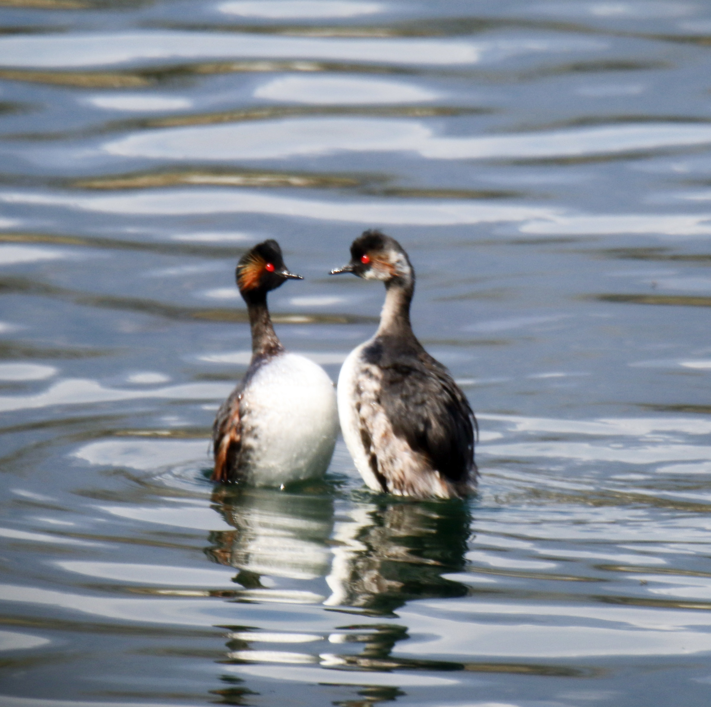 Little grebes in love