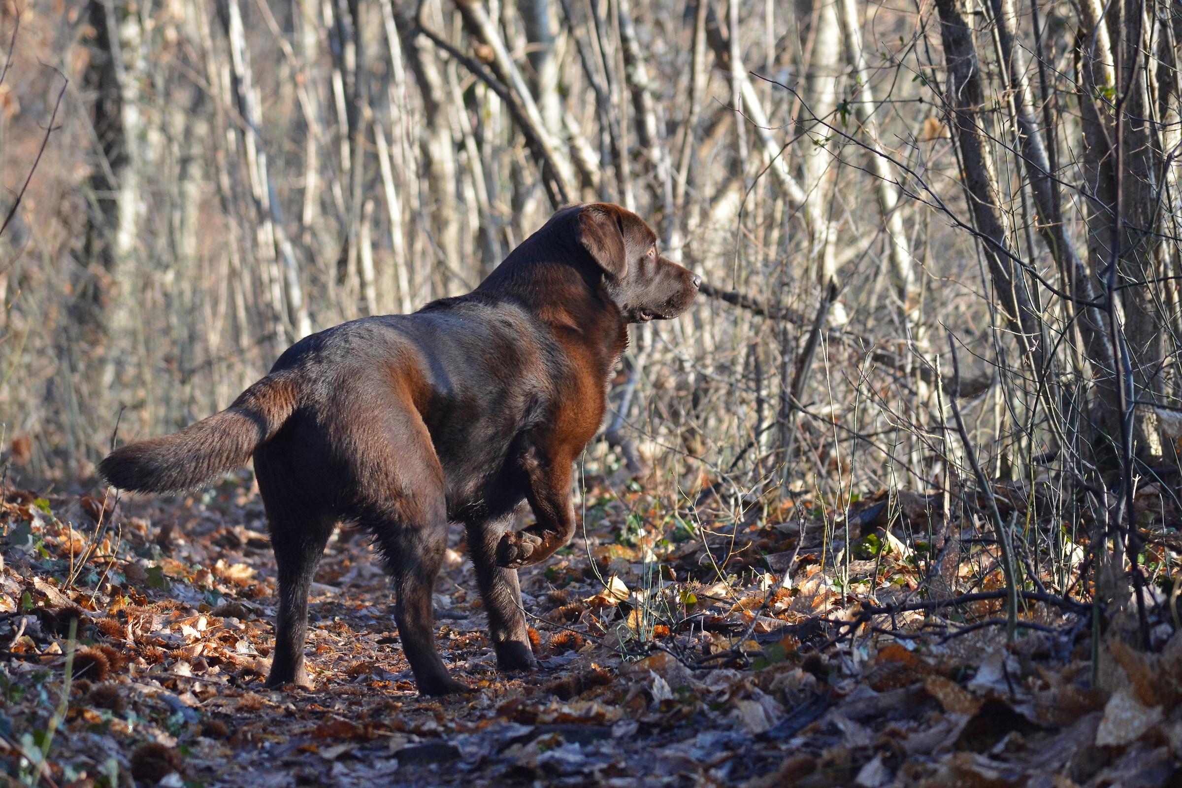 labrador con l zampa alzata