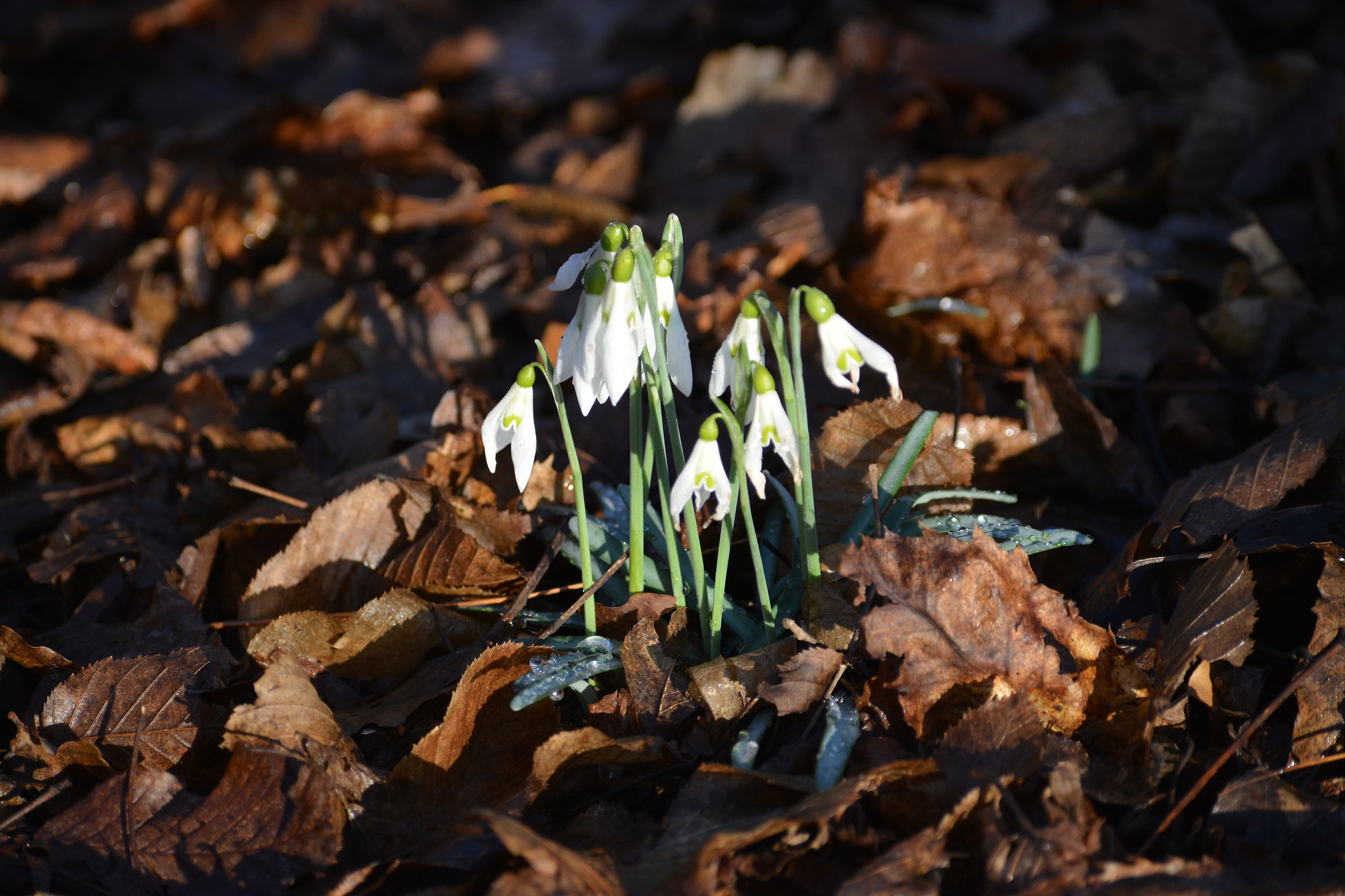 snowdrop
