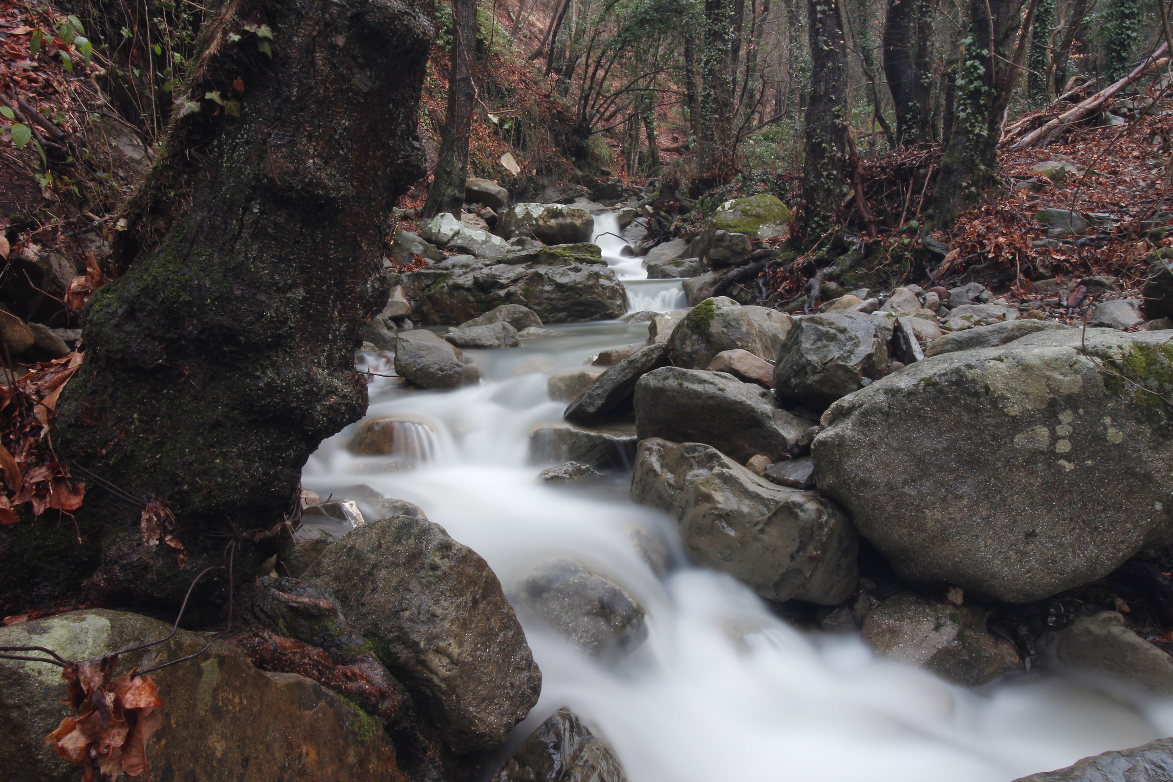 The river in the woods